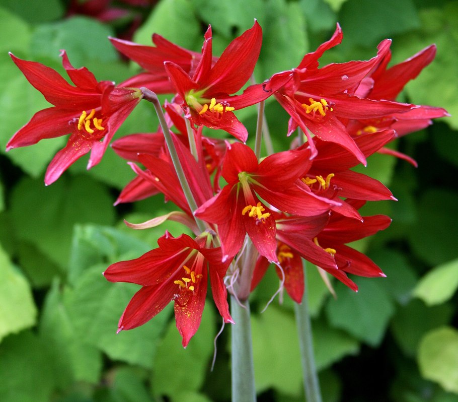 Rhodophiala Bifida Родофиала