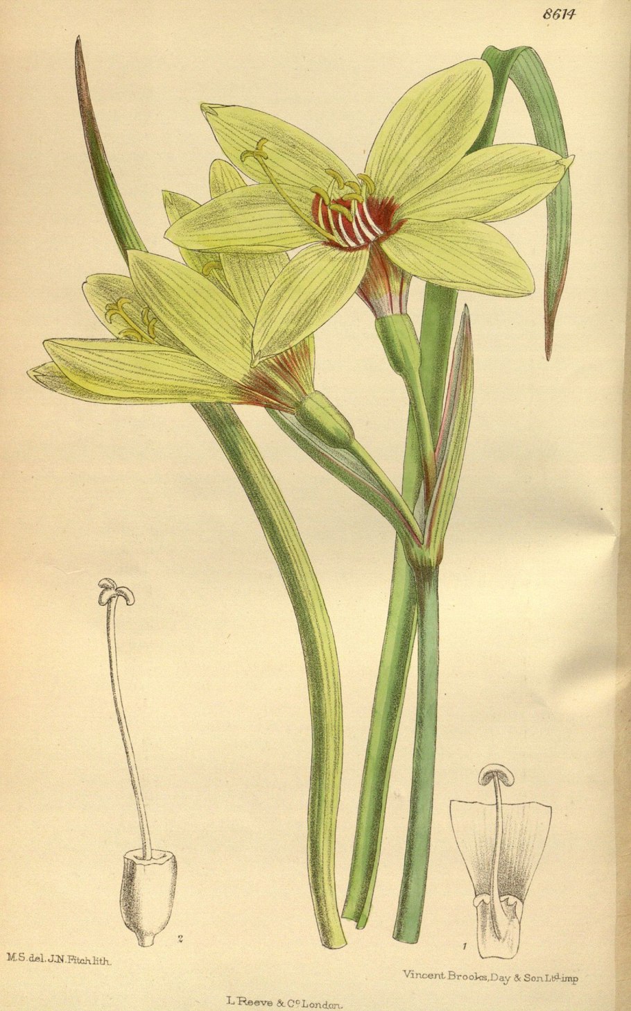 Leontochir ovallei buy Seeds