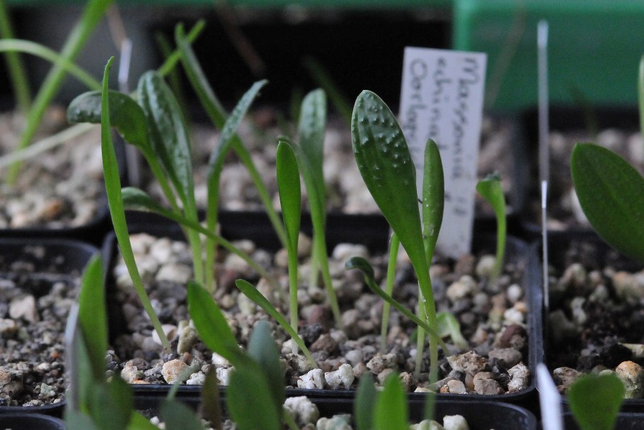 Гиппеаструм Альберти