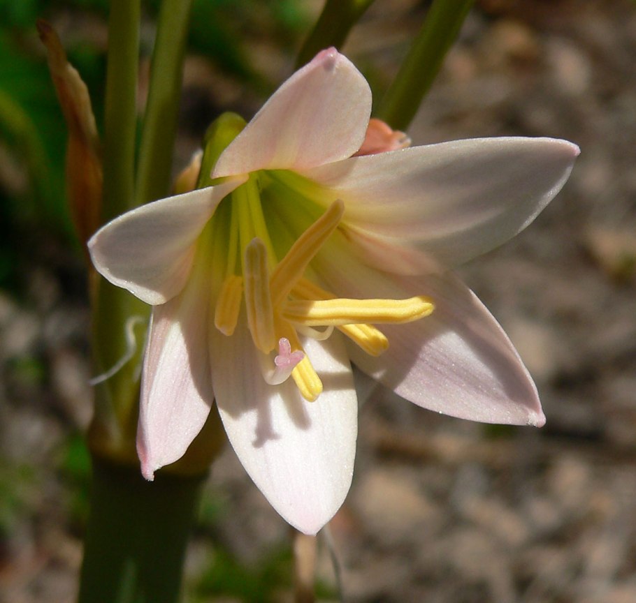 Габрантус Вариабилис