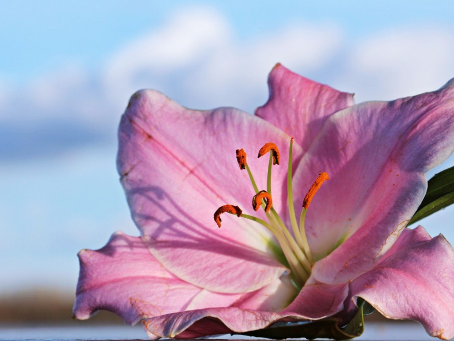 Cyrtanthus sanguineus