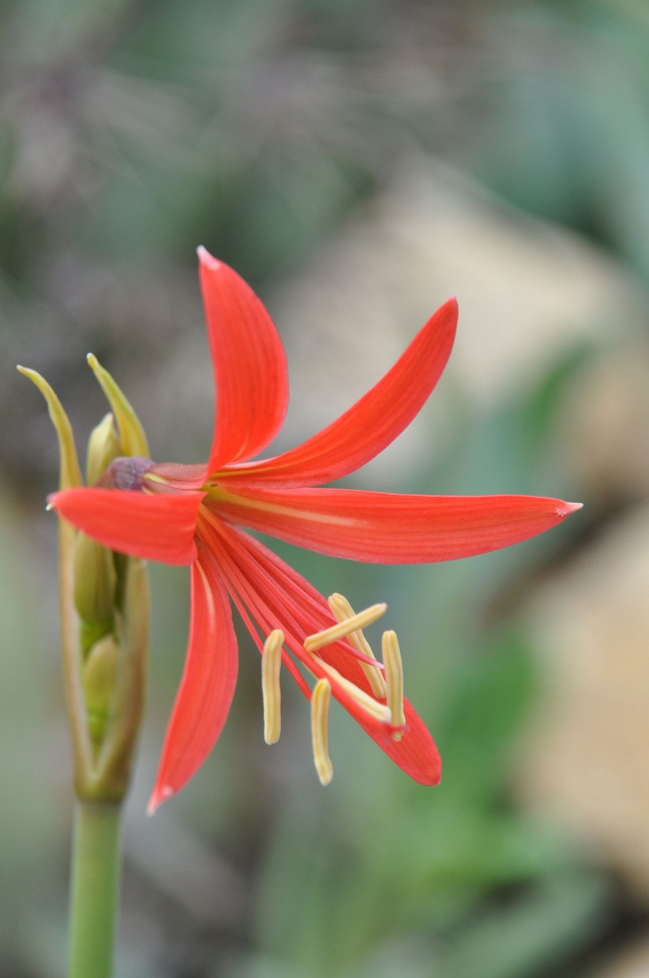 Rhodophiala splendens