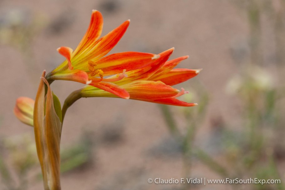 Родофиала растение