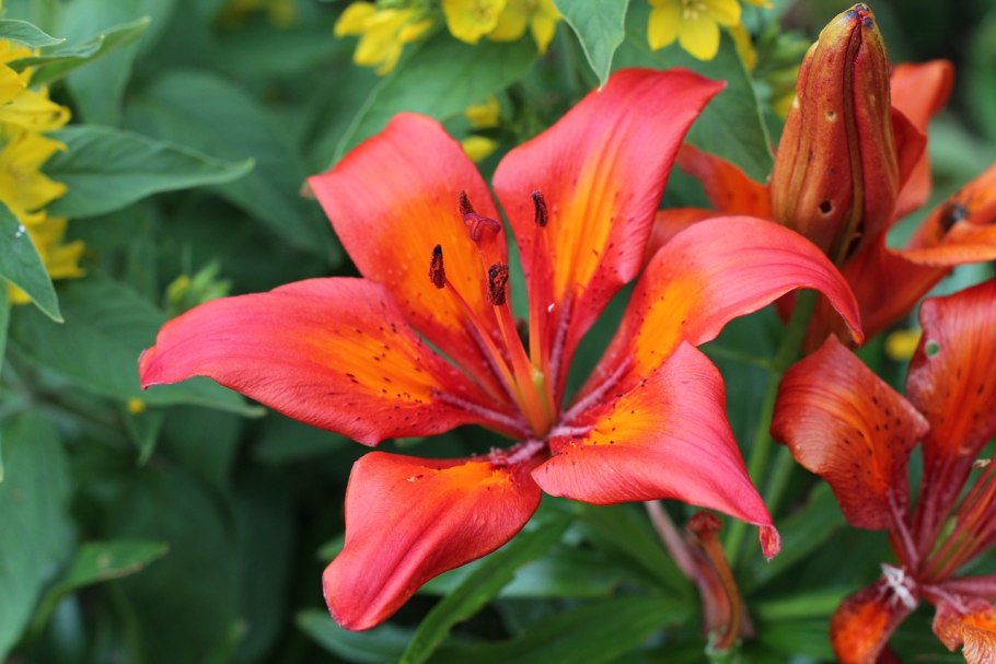 Родофиала фото