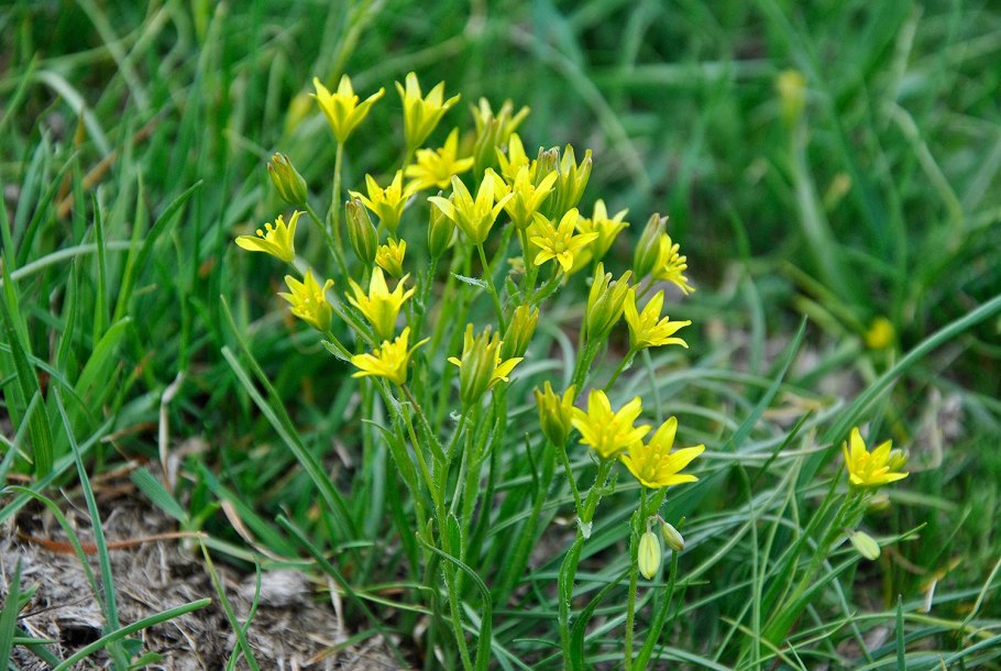 Дафна биология