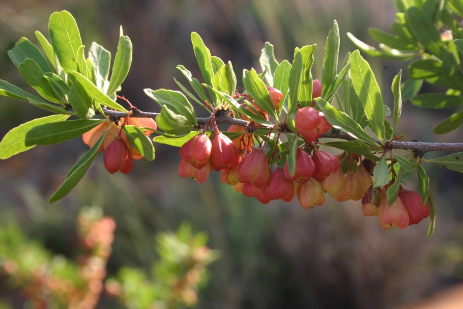 Майтенус магелланский