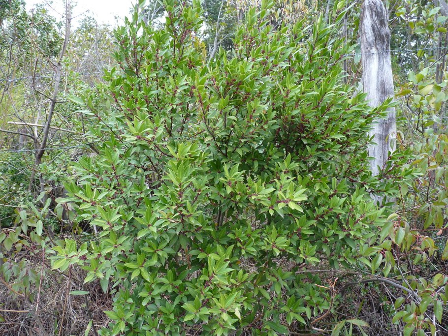 Майтенус магелланский