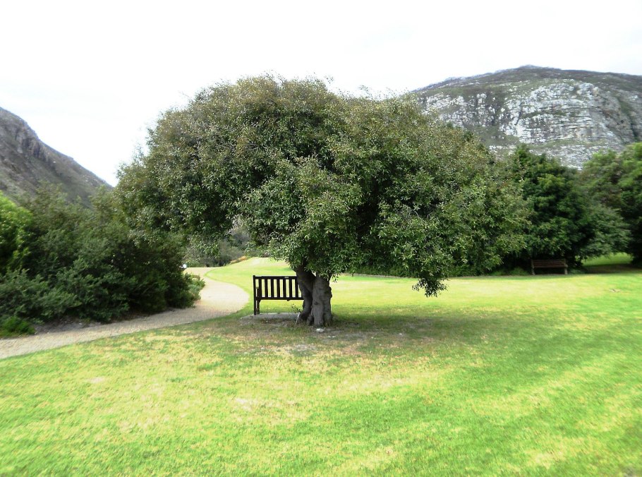 Maytenus mossbicensis