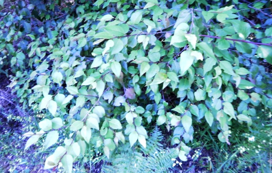 Актинидия лиана