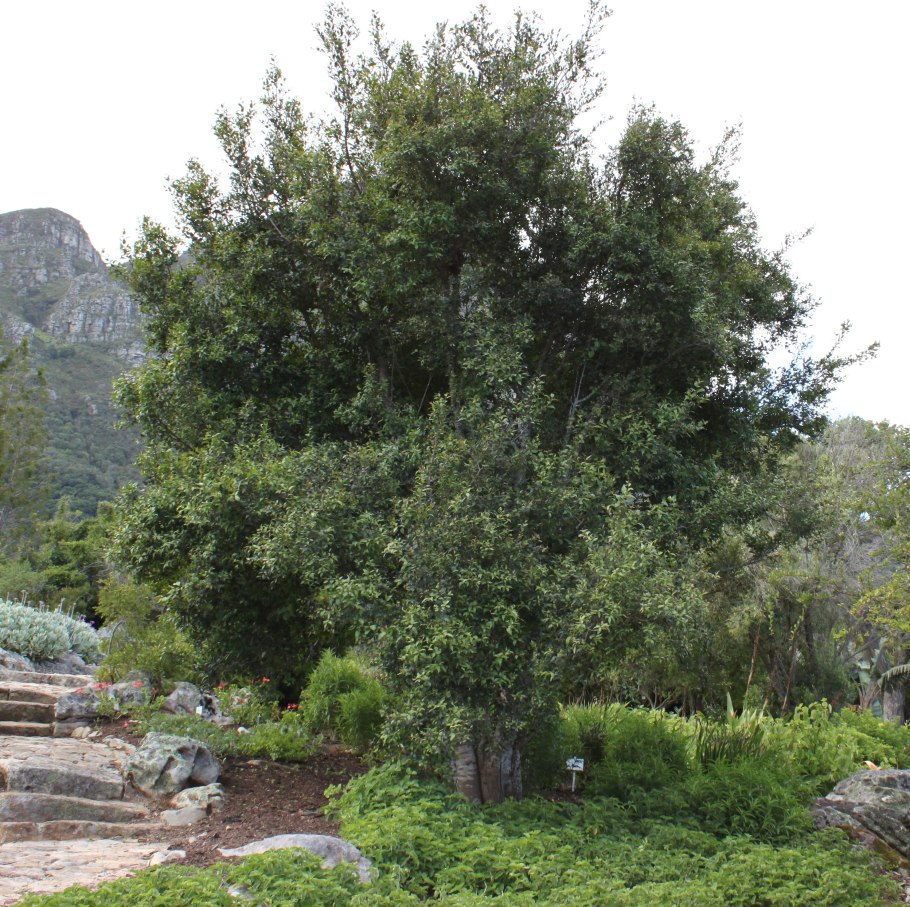 Майтенус магелланский