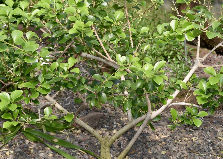 Maytenus mossbicensis