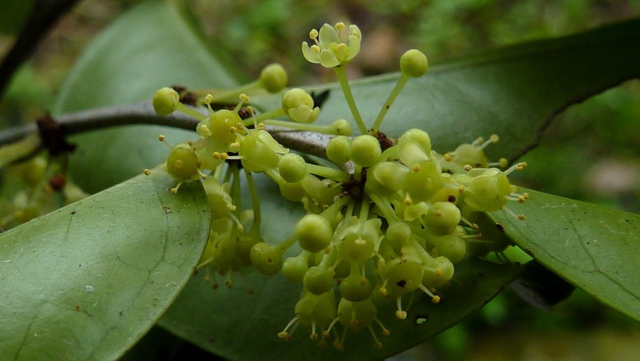 Buckleya distichophylla