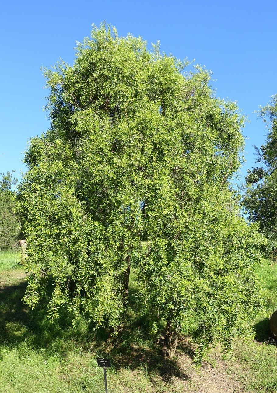 Майтенус Боариа