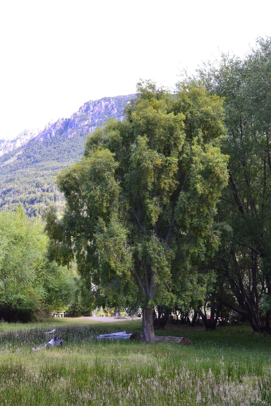 Майтенус меггалованский