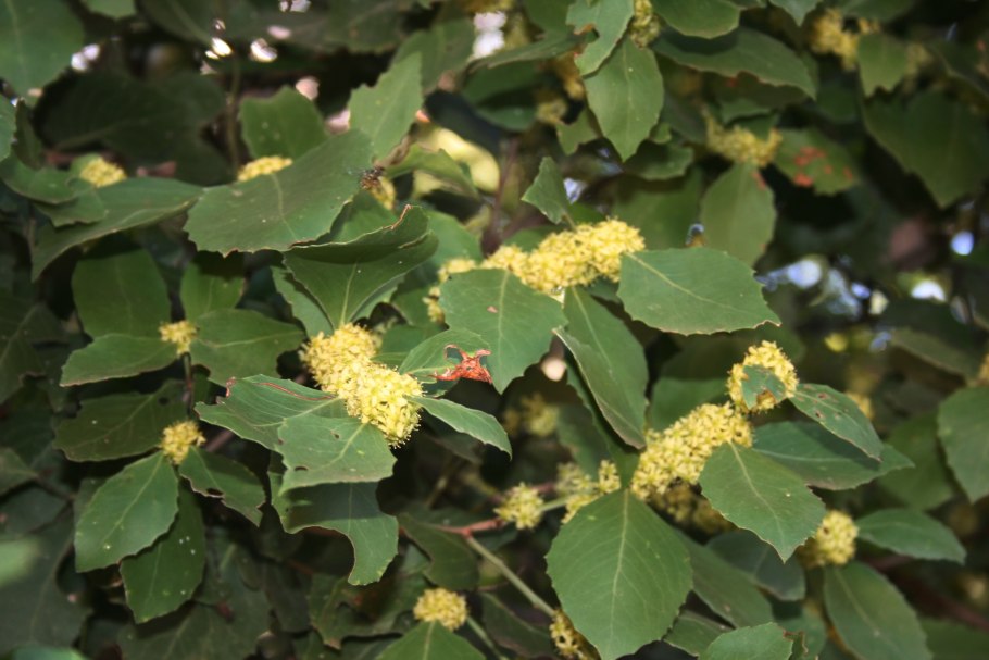 Maytenus diversifolia