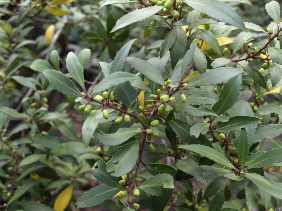 Дерево майтенус магелланский