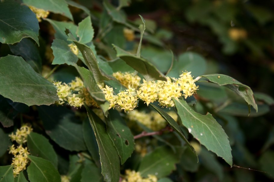 Лавр благородный (laurus nobilis)