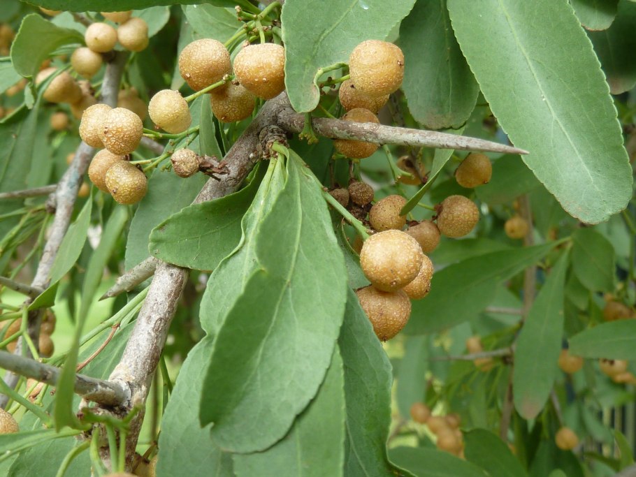 Gymnosporia buxifolia