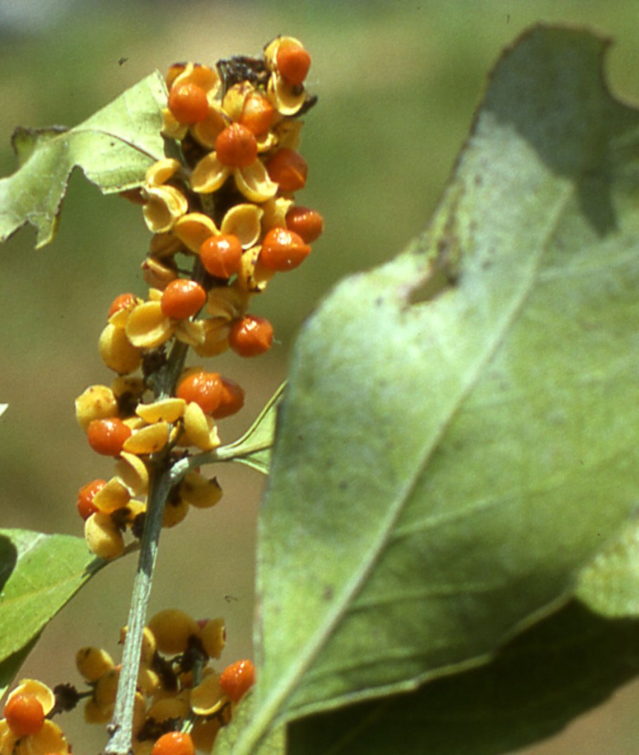 Maytenus mossbicensis