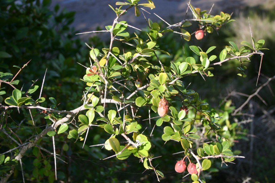 Дерево майтенус магелланский