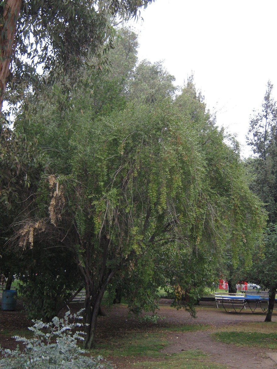 Maytenus diversifolia