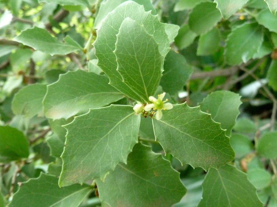 Maytenus ilicifolia чай
