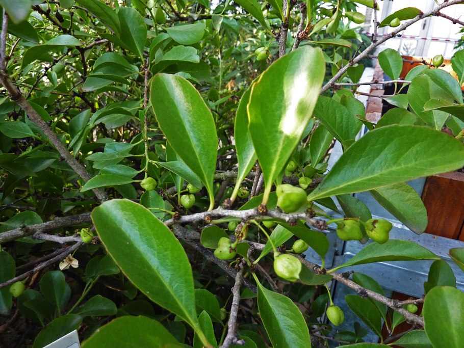 Майтенус PNG