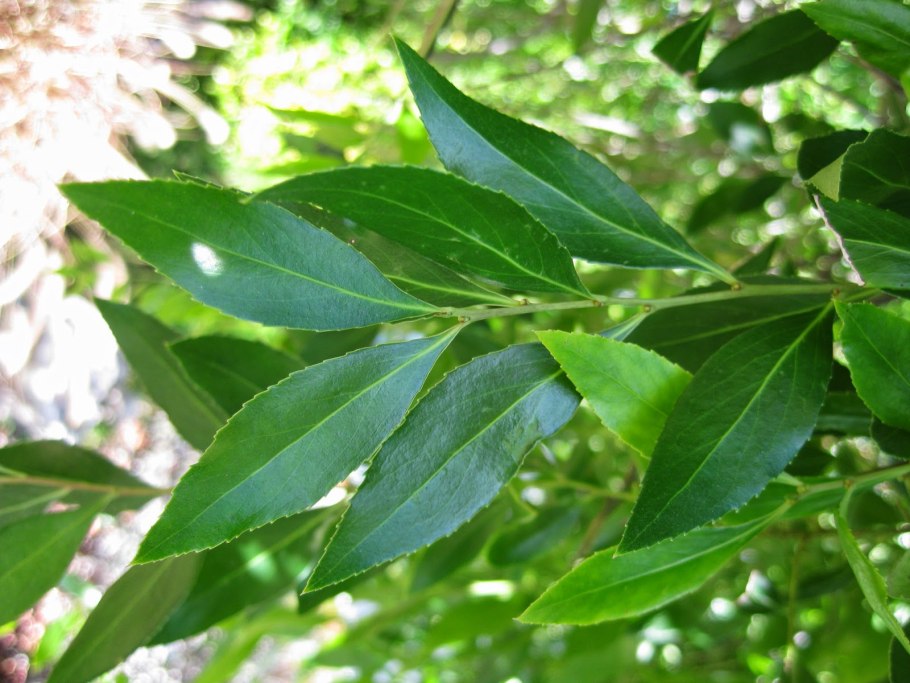 Майтенус меггалованский