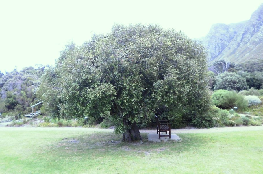 Pycnandra acuminata дерево