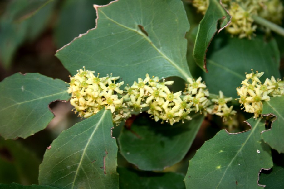 Maytenus ilicifolia чай