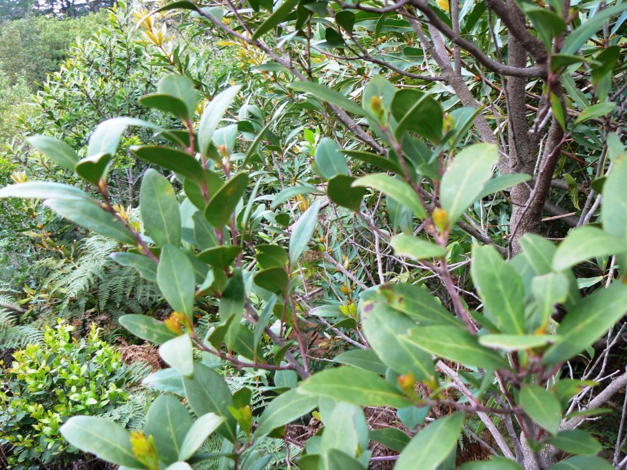 Maytenus diversifolia дерево сердце