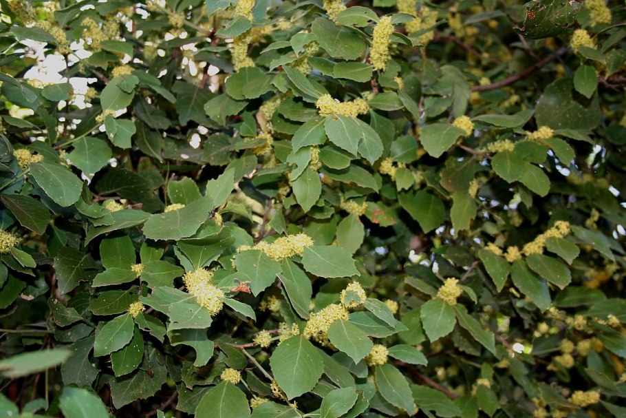 Maytenus diversifolia