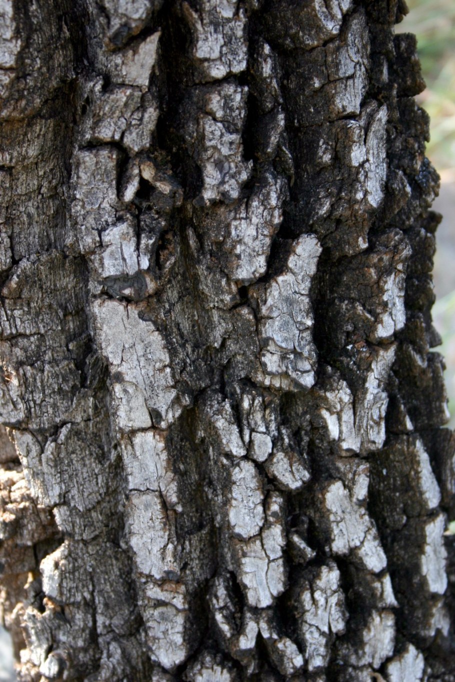 Gymnosporia heterophylla