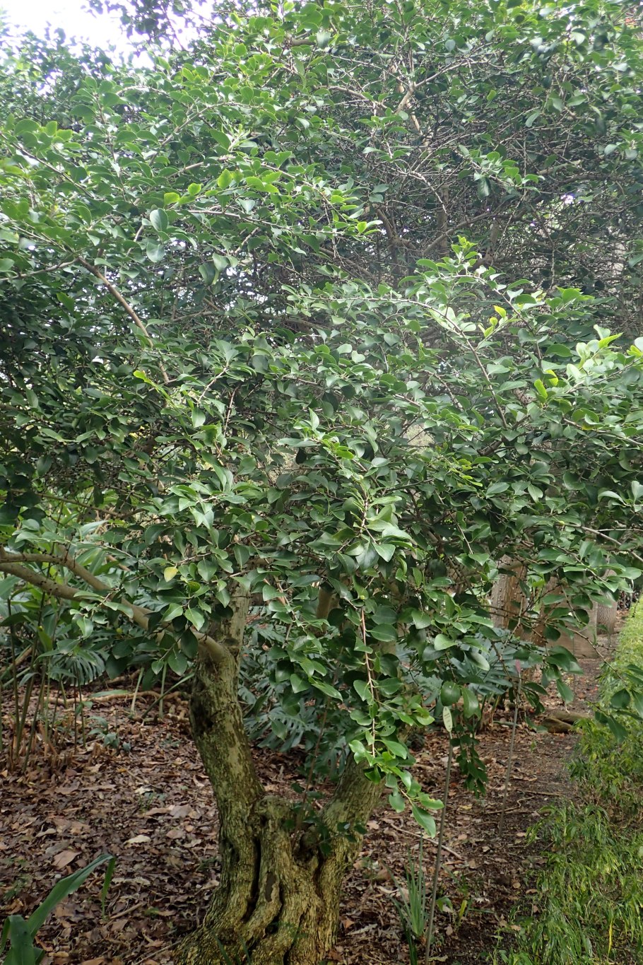 Maytenus ilicifolia чай