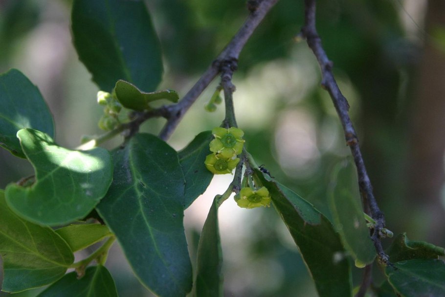 Paliurus spina christi