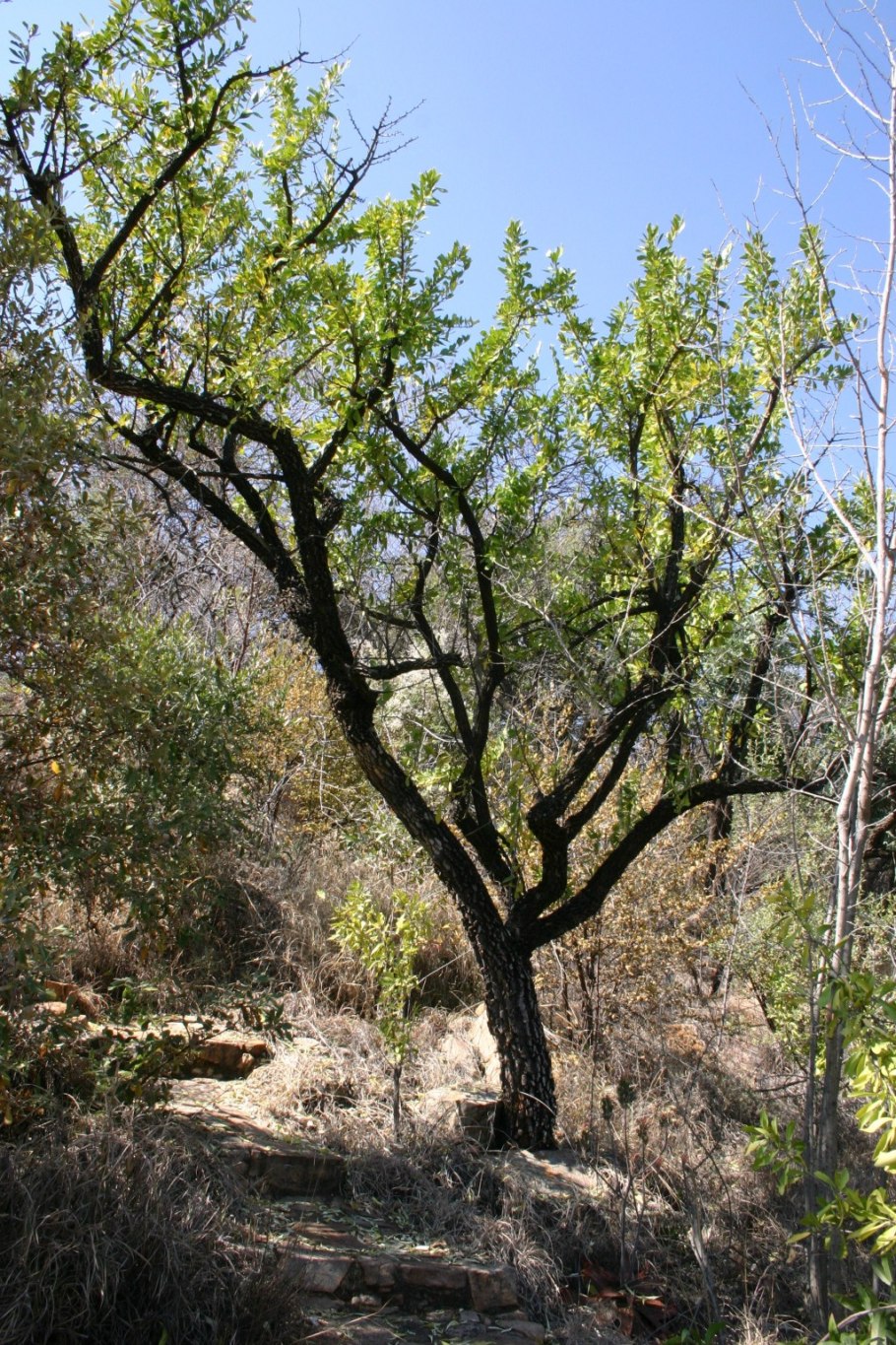 Tree species