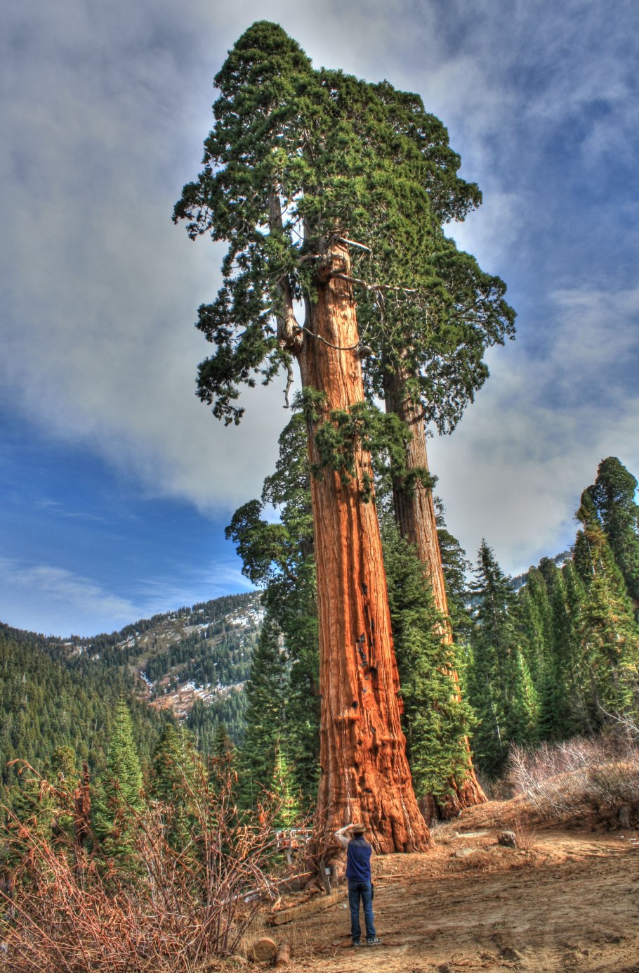 Секвойя дерево