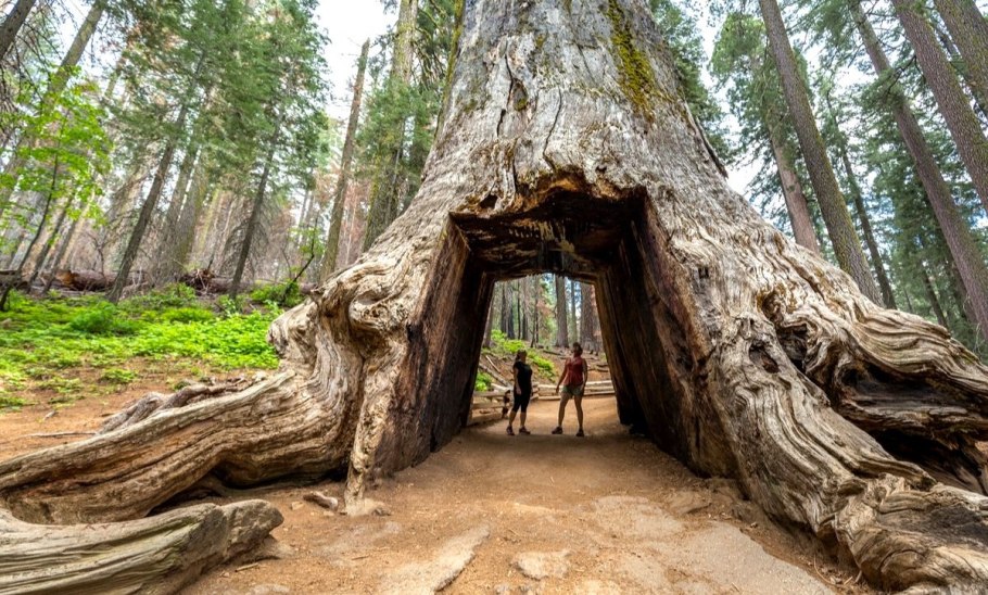 Секвойя вечнозелёная Sequoia sempervirens