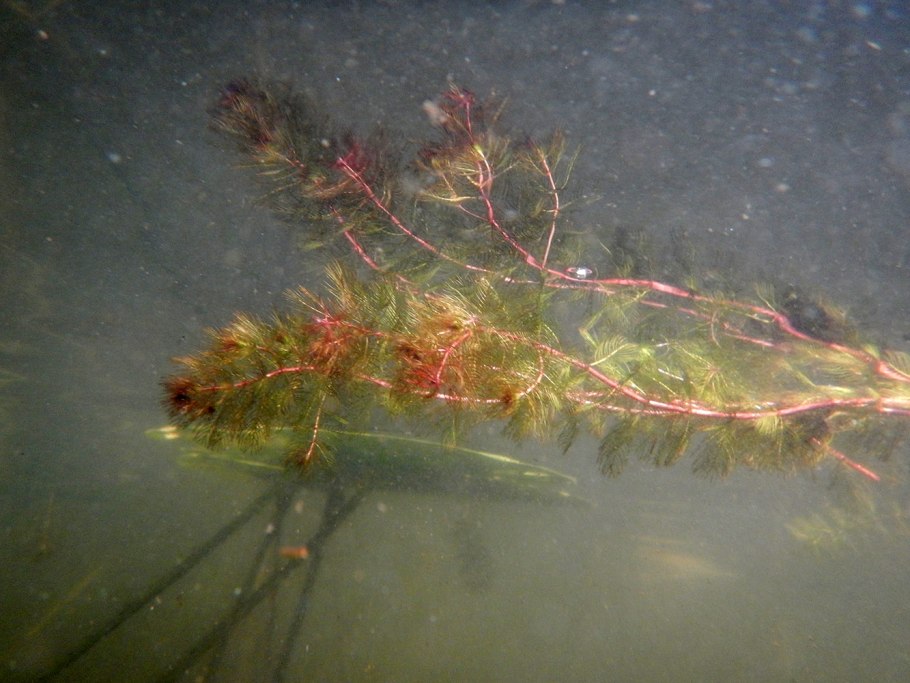 Уруть колосистая (Myriophyllum spicatum),