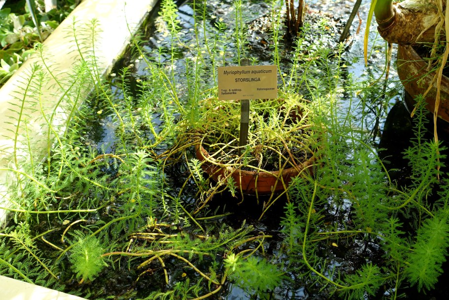 Уруть (Myriophyllum)