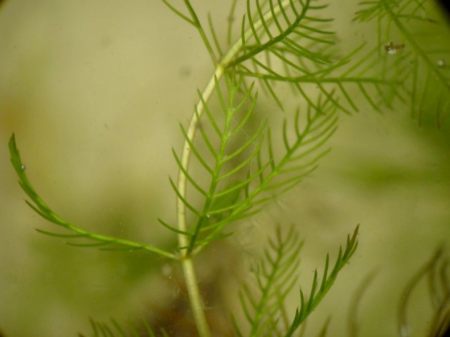 Cryptocoryne Parva Myriophyllum Aquaticum (Green)