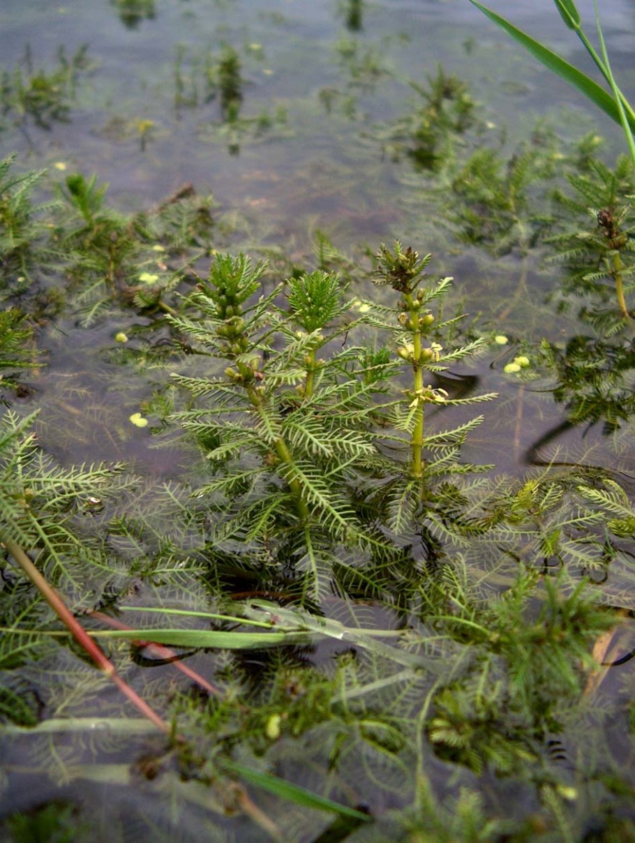 Уруть мутовчатая (Myriophyllum verticillatum)