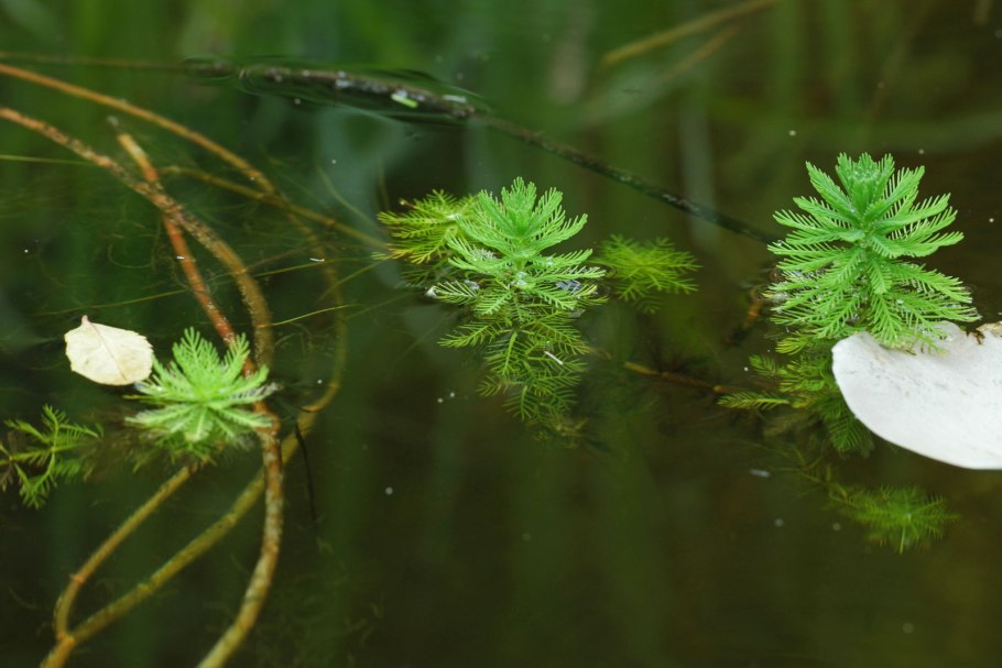 Уруть мутовчатая - Myriophýllum verticillátum