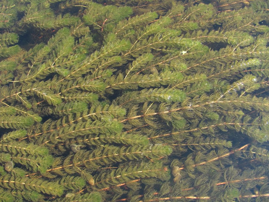 Уруть колосистая (Myriophyllum spicatum),