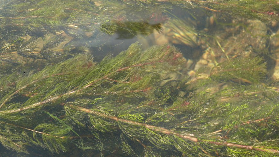 Уруть колосистая (Myriophyllum spicatum),