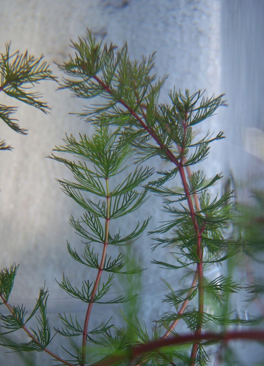 Роголистник погруженный Ceratophyllum demersum