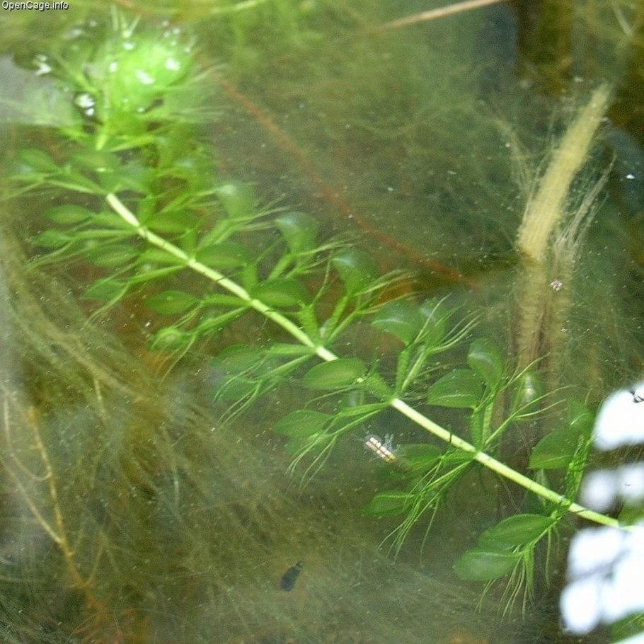 Уруть колосистая (Myriophyllum spicatum),