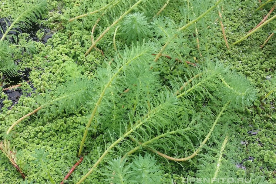 Уруть мутовчатая (Myriophyllum verticillatum)