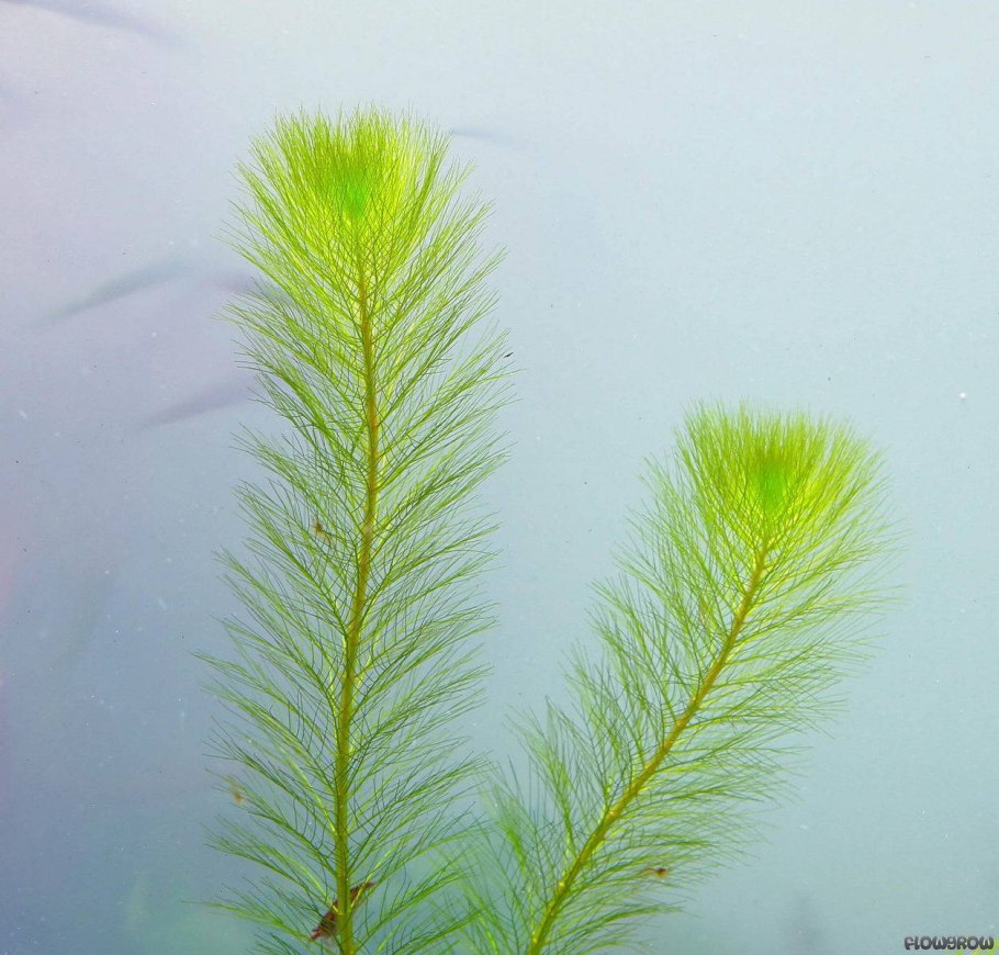 Уруть колосистая (Myriophyllum spicatum),