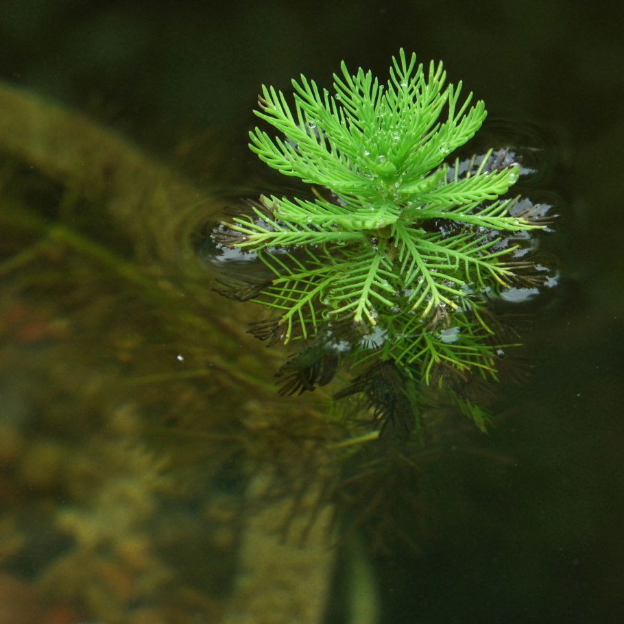 Уруть колосистая (Myriophyllum spicatum),